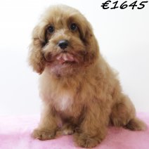 Cavapoo 010225 F(HU1181) 070625.jpg