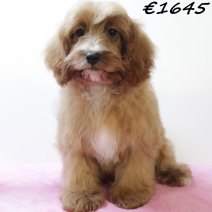Cavapoo 290125 F(HU1174) 070625.jpg