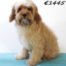 Cavapoo 010225 M(HU1176) 070625.jpg