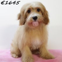 Cavapoo 010225 F(HU1175) 070625.jpg