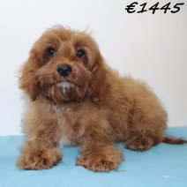 Cavapoo 290125 M(HU1170) 070625.jpg