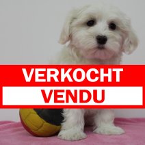 maltezer F 280325(BE6670) 060625 verkocht - vendu.jpg