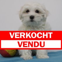 maltezer M 280325(BE6704) 060625 verkocht - vendu.jpg