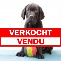 labrador M 020325 (BE7084) 160525 verkocht - vendu.jpg