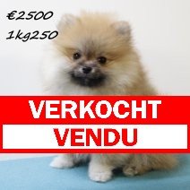 pomeriaan M 020225(HU1197)210525 verkocht - vendu.jpg
