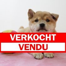 Shiba inu 210325 F (BE6615) 160525 verkocht - vendu.jpg