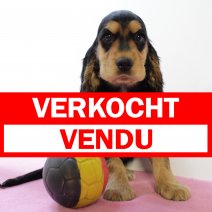 Engelse Cocker 220325 F(BE4935) 280525 verkocht - vendu.jpg