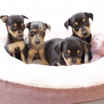 pinscher 040525 nest.JPG