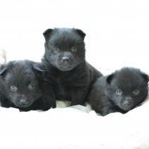 schipperke 100525 nest.JPG