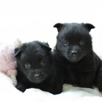 schipperke nest 1 100525.JPG