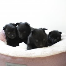 schipperke nest 1. 100525.JPG
