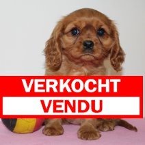 cavalier king charles F (BE4537) verkocht.jpg
