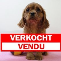 cavalier king charles F (BE5103) verkocht.jpg