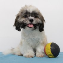 Shih Tzu 240125 M(BE1648) 100625.JPG