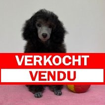 Poedel 120325 F (BE4450) 030625 verkocht - vendu.jpg