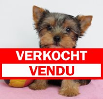 Yorkshire Terrier 180325 F(BE6565) 300525 verkocht - vendu.jpg
