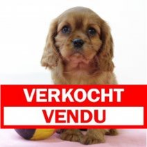 Cavalier King Charles 250325 F(BE5190) 280525 Verkocht - Vendu.jpg