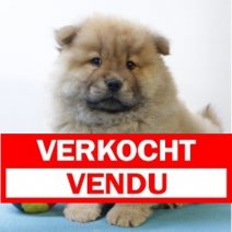 Chow Chow 060325 M(BE4339) 070525 Verkocht - Vendu.jpg