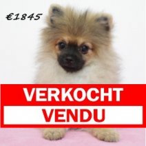 keeshond 040125 F  (HU9665) 260525 Verkocht - Vendu.jpg