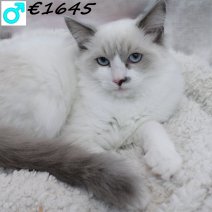 Ragdoll 080125 M(CZ3676) 110625.jpg