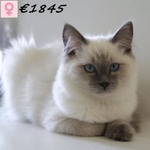 Ragdoll 140125 F(CZ3667) 110625.jpg