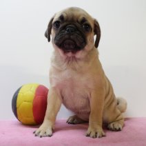 Mops F 070425 (BE3965) 110625.JPG