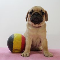 Mops F 070425 (BE5313) 110625.JPG