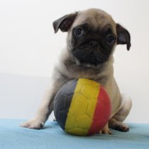Mops M 060425 (BE4915) 110625.JPG