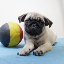 Mops M 060425 (BE5030) 110625.JPG