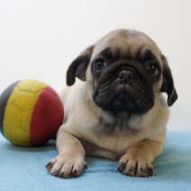 Mops M 060425 (BE5170) 110625.JPG