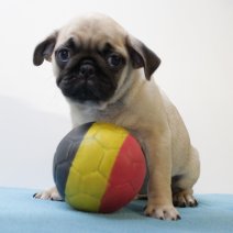 Mops M 060425 (BE5192) 110625.JPG