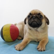Mops M 070425 (BE5192) 110625.JPG