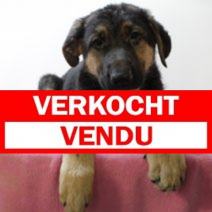 Duitse Herder F 300325 (BE2980) 110625.verkocht.png