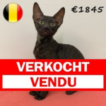 Cornish Rex 100325 V (BE6615) 030625.verkocht.png