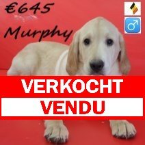 labrador Murphy M 131025(BE2385) 130525 verkocht - vendu.jpg