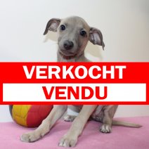 Italiaanse Windhond 010425 F(BE3742) 040625 verkocht - vendu.jpg