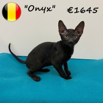 Cornish Rex 100325 M (BE6594) 030625.jpg