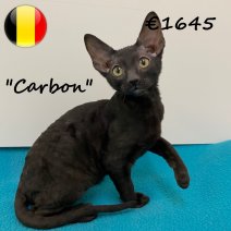 Cornish Rex 100325 M (BE6723) 030625.jpg