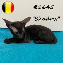 Cornish Rex 100325 M (BE6730) 030625.jpg