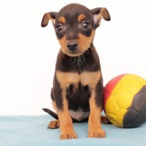 pinscher M 100425 (BE6567) 130625.JPG