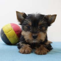 Yorkshire Terrier 030425 M(BE6825) 130625.jpg