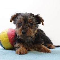 Yorkshire Terrier 030425 M(BE6821) 130625.jpg