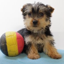 Yorkshire Terrier 310325 M(BE6916) 130625.jpg