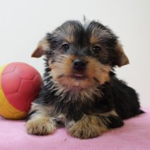 Yorkshire Terrier 030425 F(BE7024) 130625.jpg