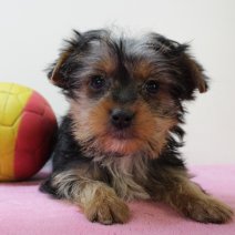 Yorkshire Terrier 030425 F(BE6822) 130625.jpg
