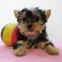Yorkshire Terrier 310325 F(BE7042) 130625.jpg