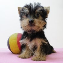 Yorkshire Terrier 310325 F(BE7038) 130625.jpg