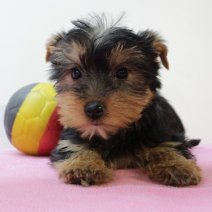 Yorkshire Terrier 310325 F(BE6911) 130625.jpg
