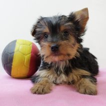 Yorkshire Terrier 030425 F(BE6826) 130625.jpg