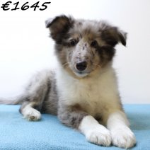 Sheltie 270125 M(SK4352) 130625.jpg